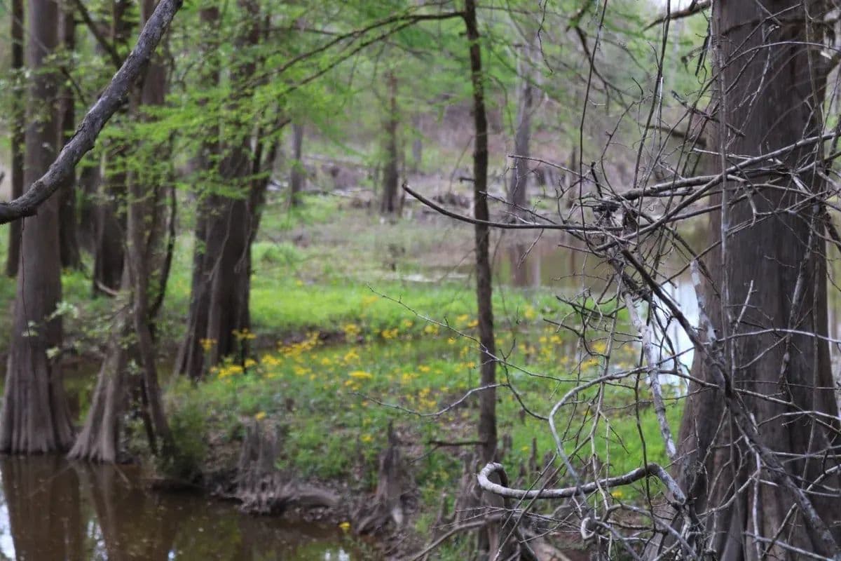Forest River Tract 18 - Merryville, Louisiana, 70653