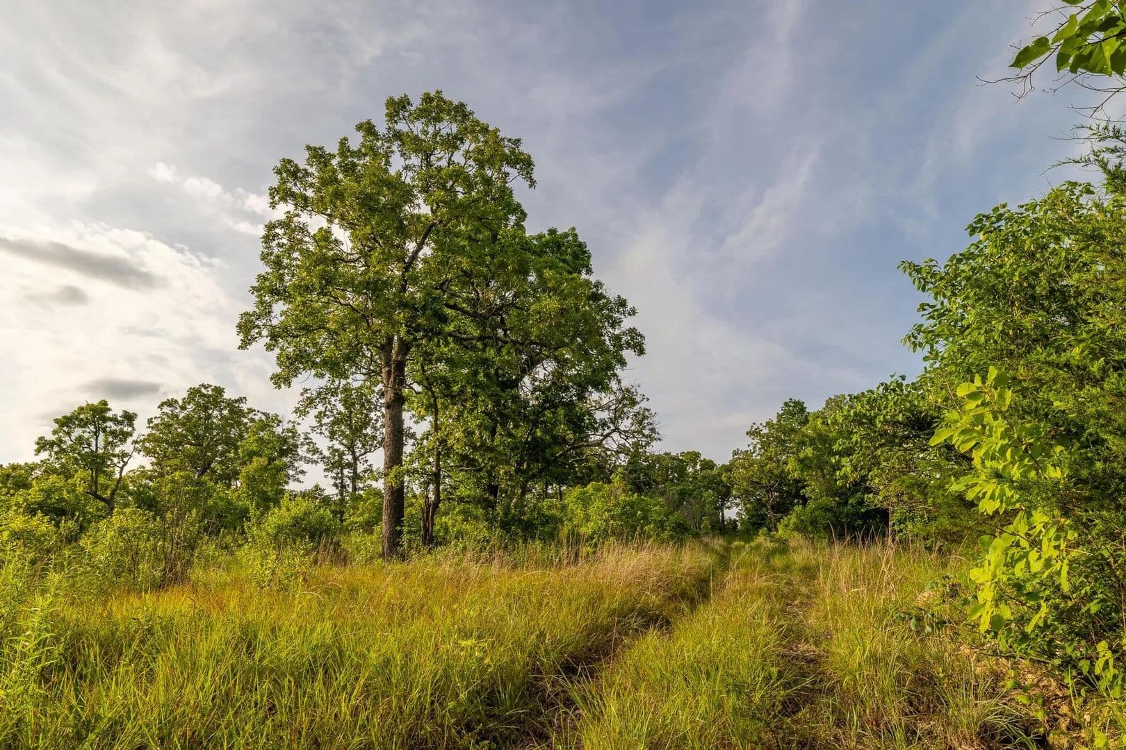 Property from 225 Cory's Trail - KW - Theodosia, Missouri, 65761