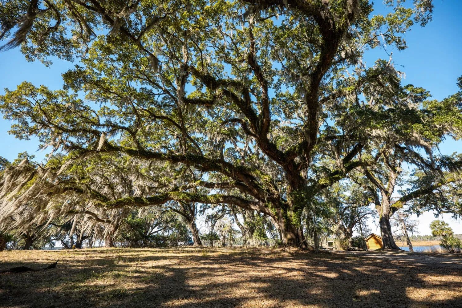 Historic Mauricena Plantation – Georgetown Waterfront Lot 7 - Georgetown, South Carolina, 29440