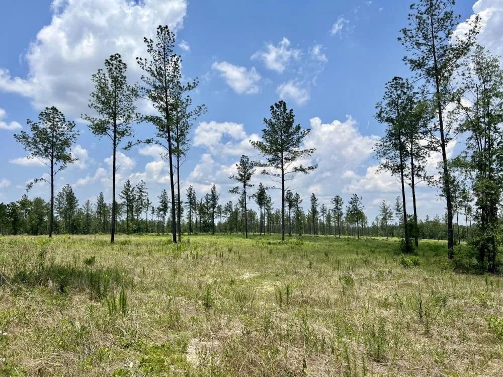 Baldwin CR-64 at Interstate-10 Development Site - South - Robertsdale, Alabama, 36567