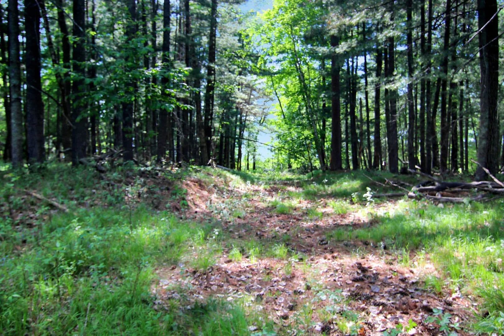 1.33 Acres of Land for Sale in Nisswa, Minnesota - Nisswa, Minnesota, 56468