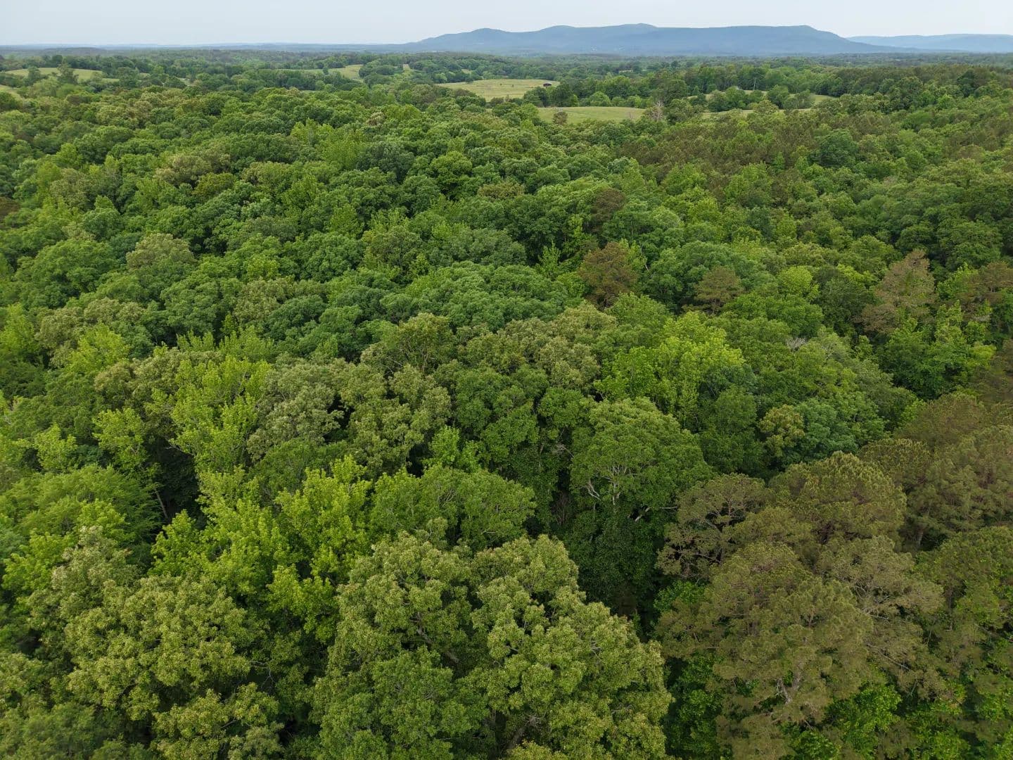 10.02 Acres in Polk County, AR - Mena, Arkansas, 71953
