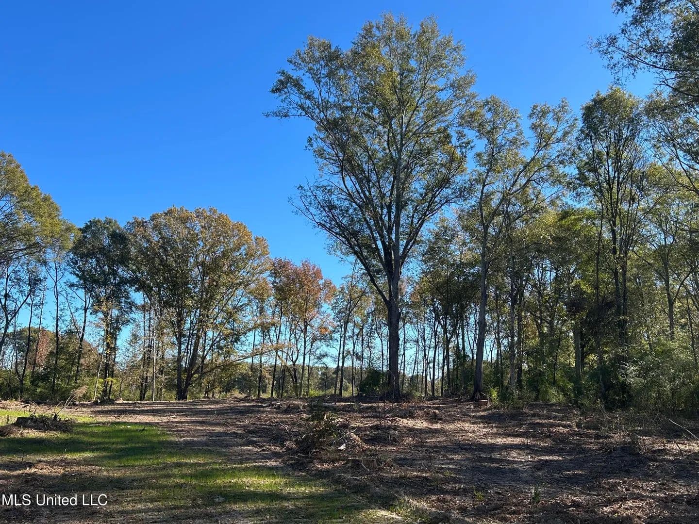 7.49 acres near Mendenhall, Mississippi in Mendenhall, Mississippi - photo 3