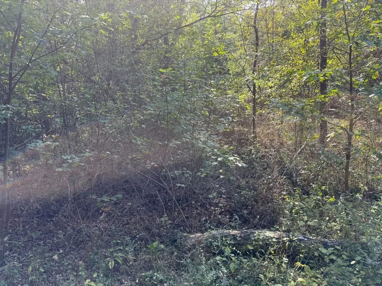 Spring Creek in Beulah, Missouri - photo 7