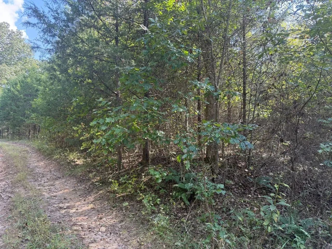 Spring Creek in Beulah, Missouri - photo 6