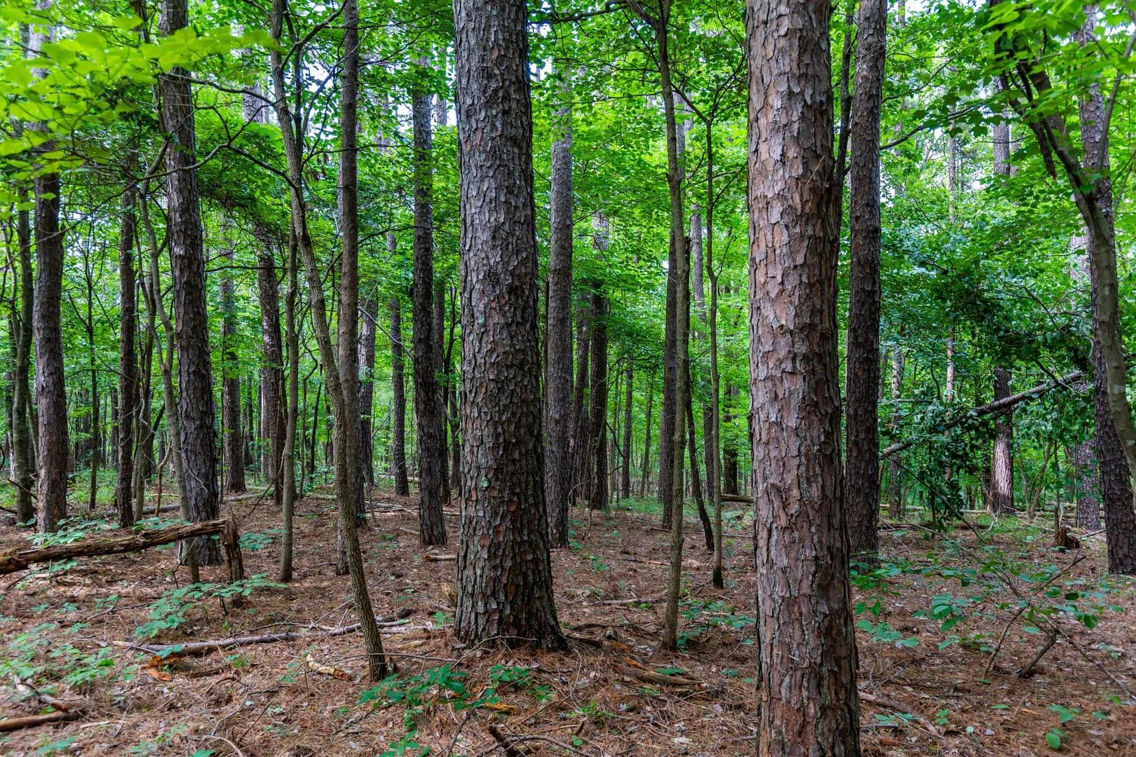 40 Acres of Land for Sale in Willow Springs, MO - Willow Springs, Missouri, 65793