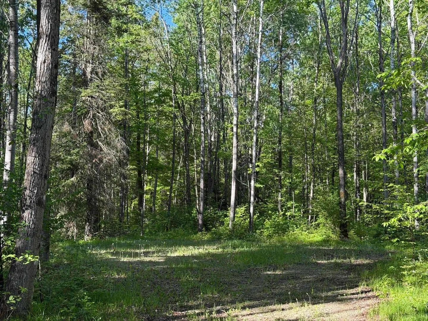 5.05 Acres of Land for Sale in Tipler, Wisconsin - Tipler, Wisconsin, 54542
