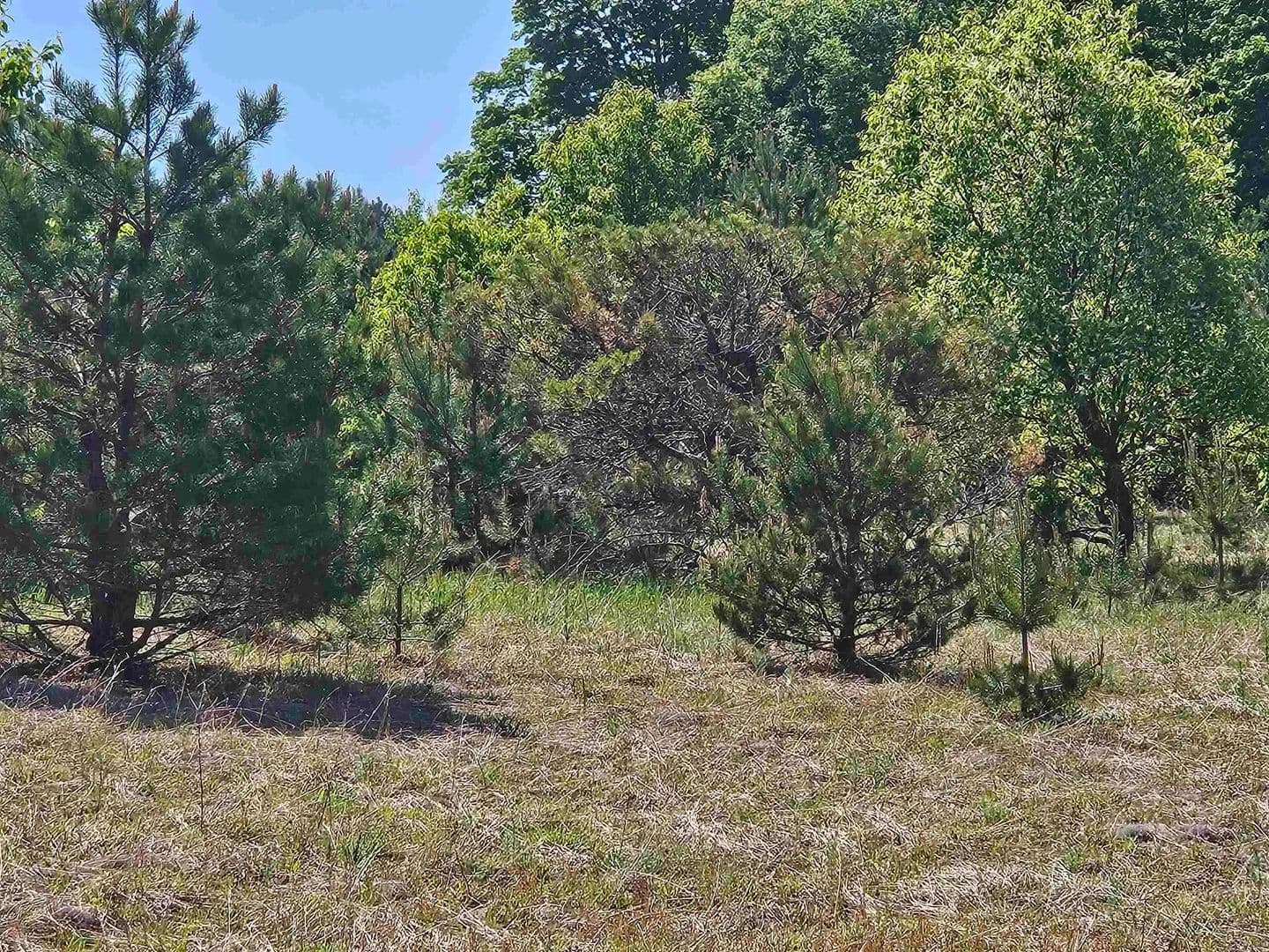 Property from V/L Parcel C SE Grass Lake Road - KW - , Michigan, 49646