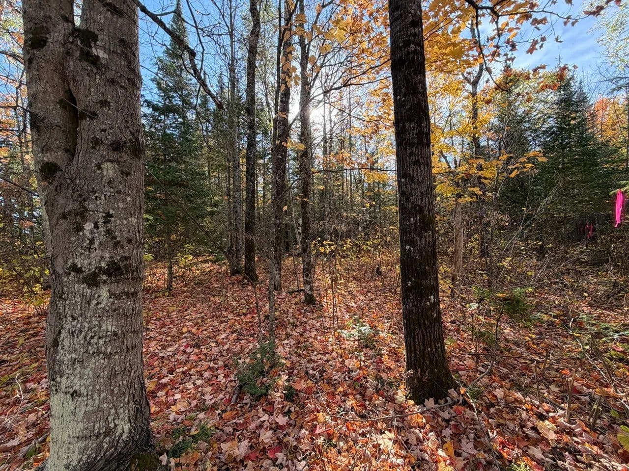 Vacant Land in Mercer - Mercer, Wisconsin, 54547