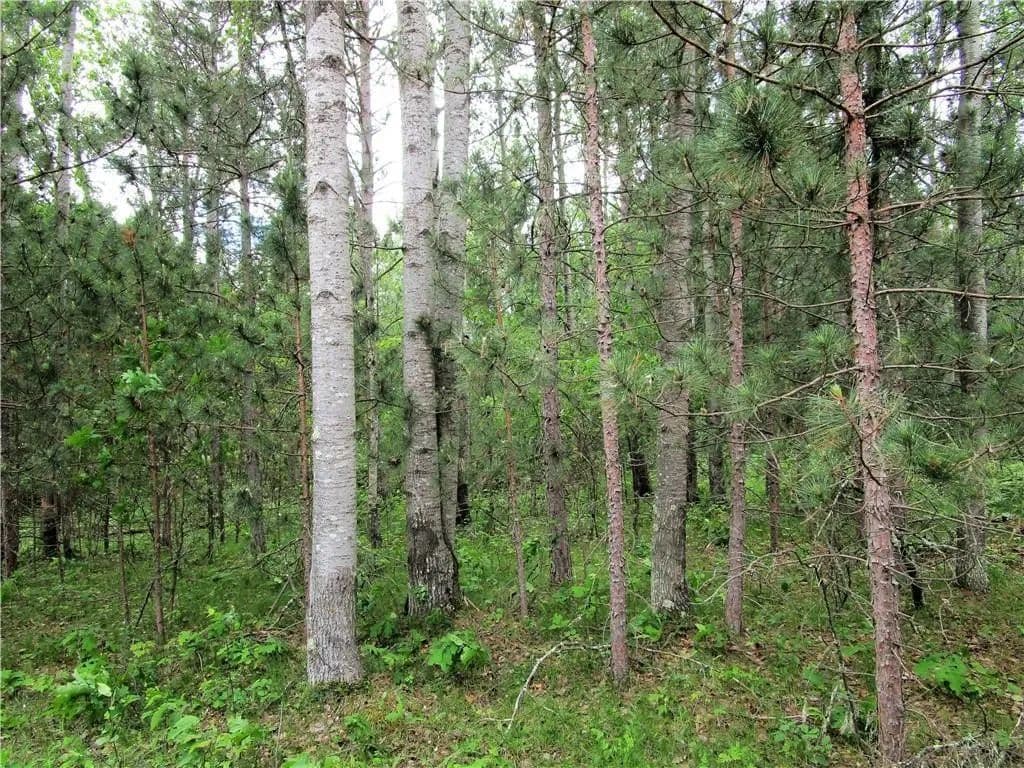 Vacant Land in Webster - Webster, Wisconsin, 54893
