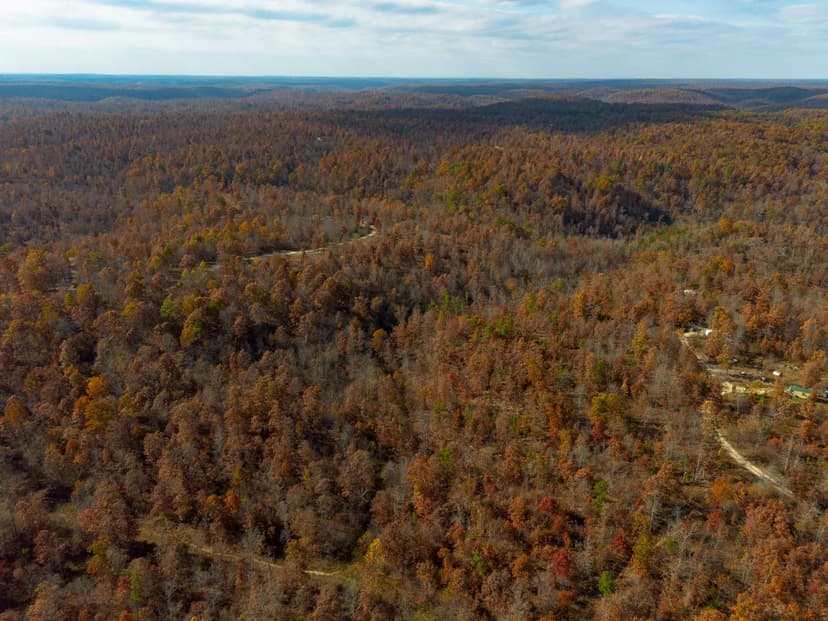 Winding Trail of Birch Tree