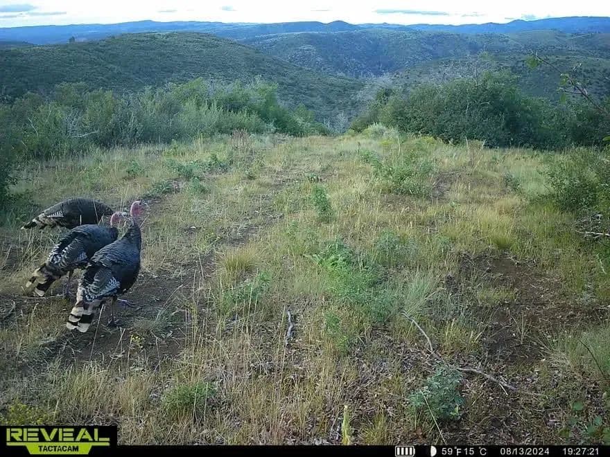 Timber Valley Ranch in Rifle, Colorado - photo 34