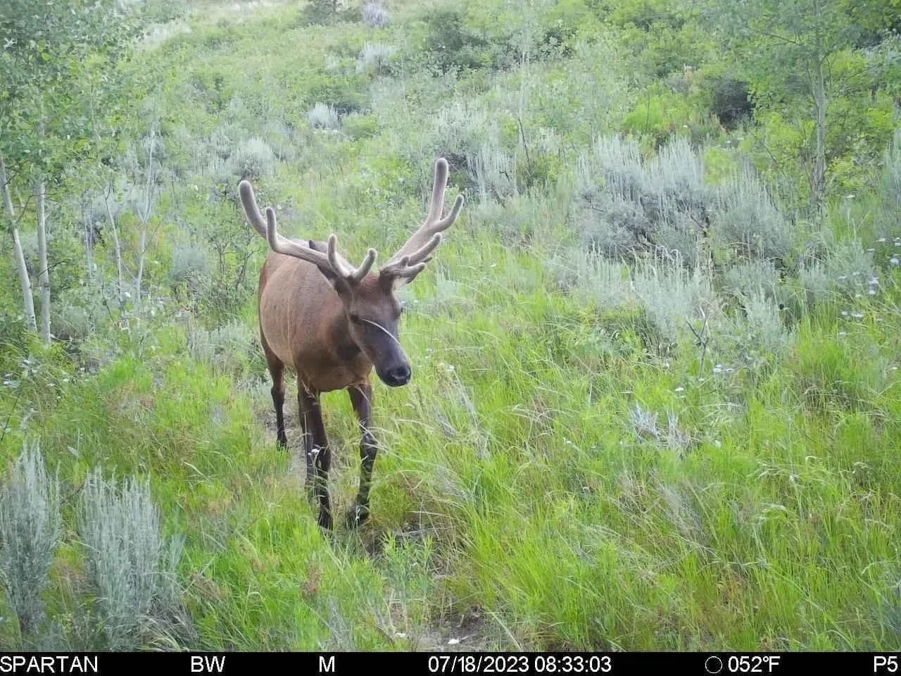 Timber Valley Ranch in Rifle, Colorado - photo 35