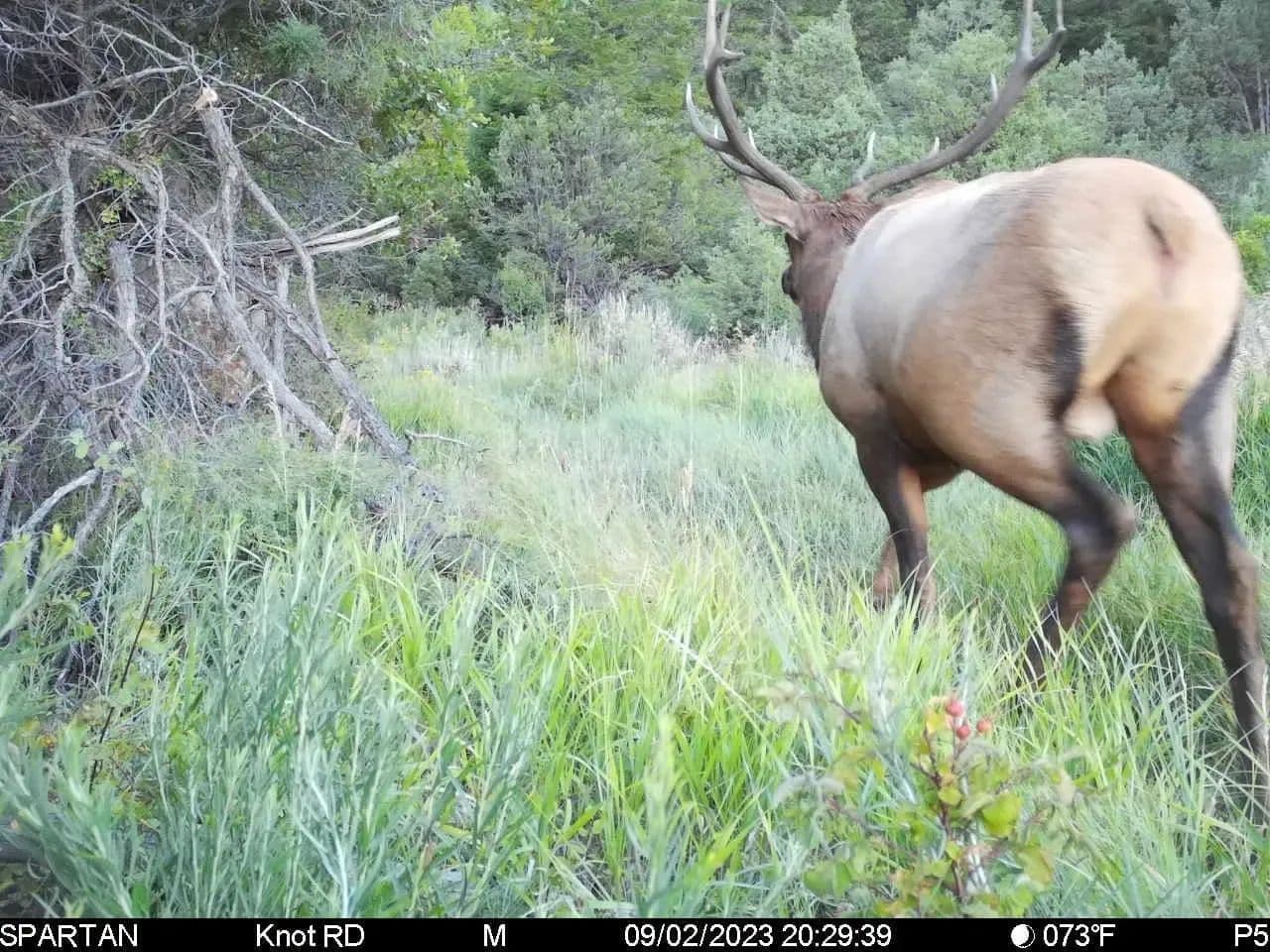 Timber Valley Ranch in Rifle, Colorado - photo 4