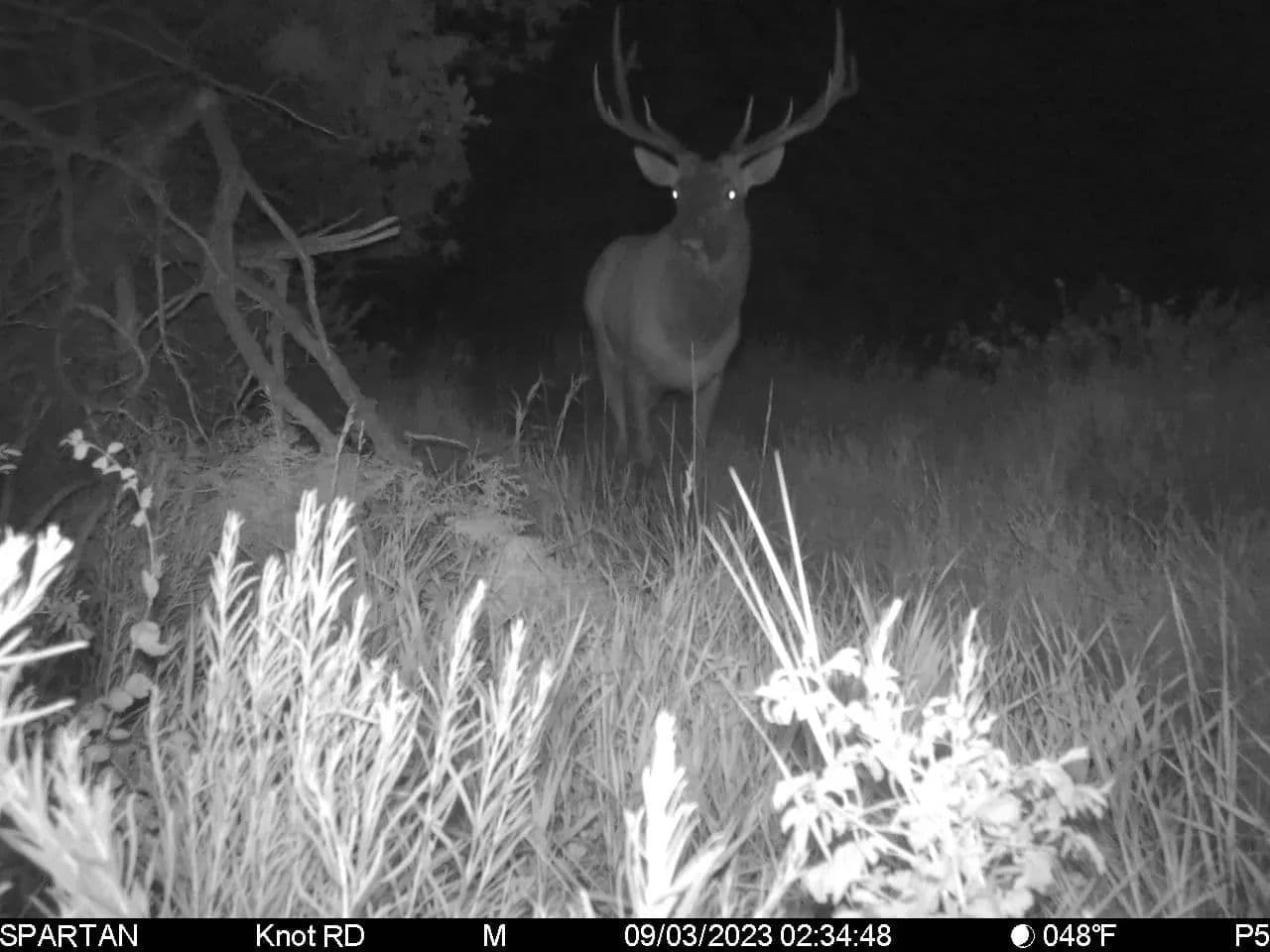 Timber Valley Ranch in Rifle, Colorado - photo 12