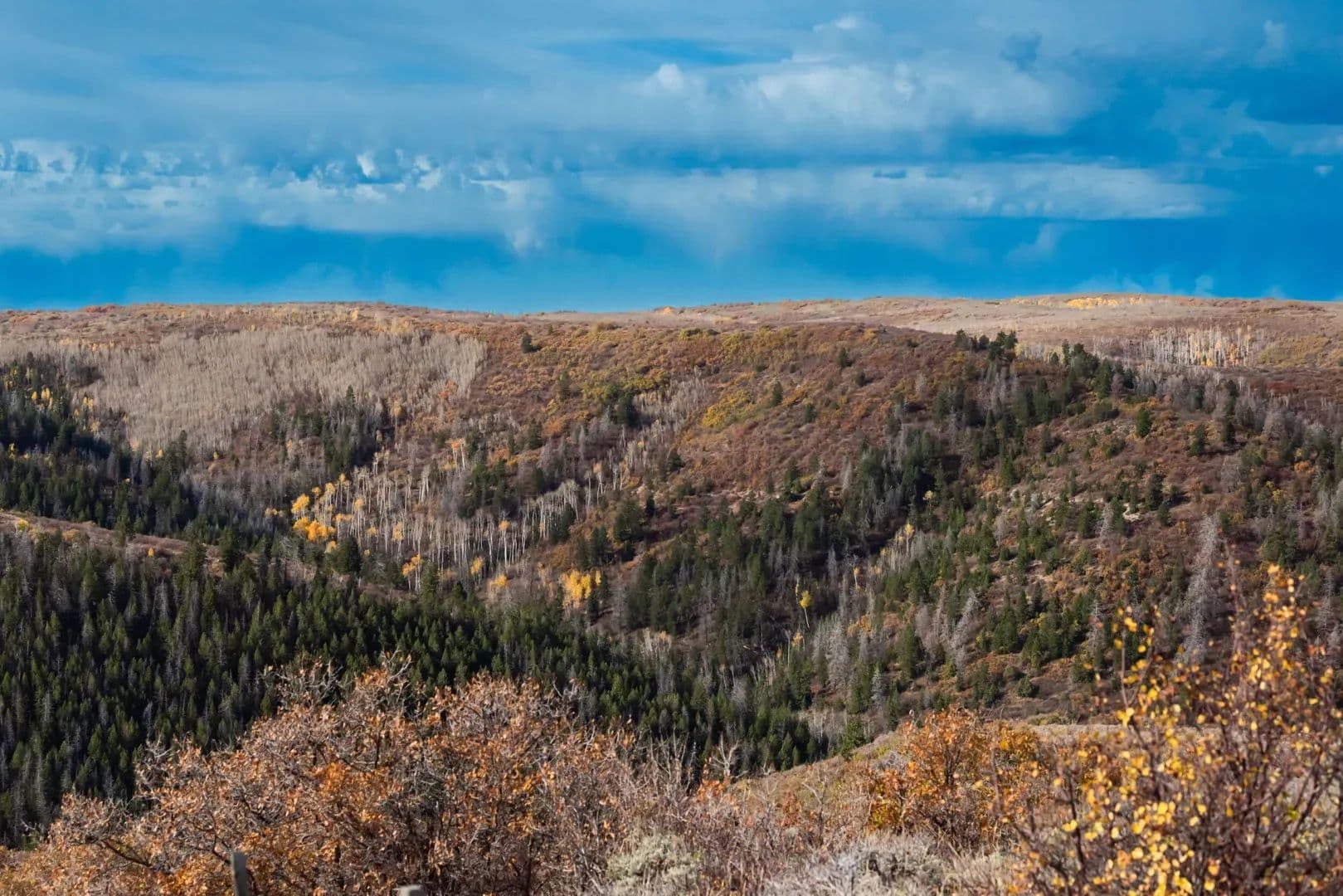 Timber Valley Ranch in Rifle, Colorado - photo 38