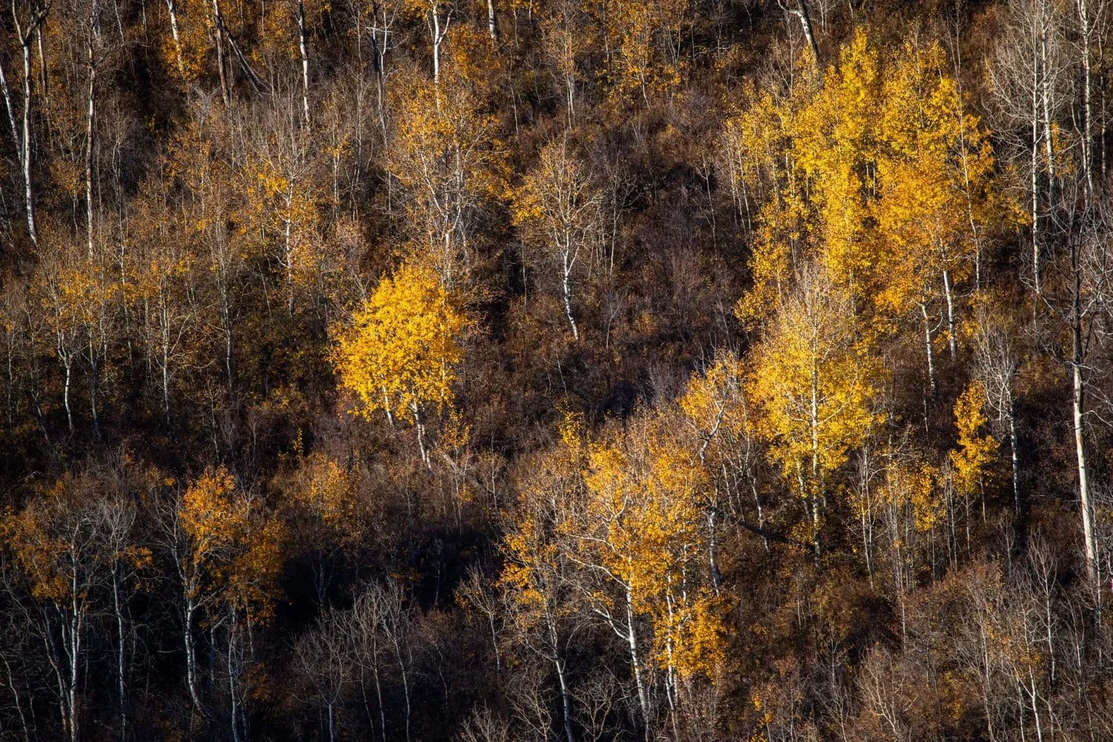 Timber Valley Ranch in Rifle, Colorado - photo 45