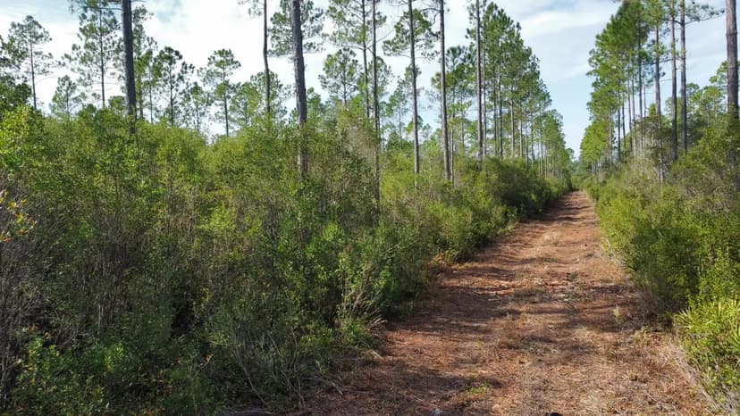 Timberland Paradise: Camp, Hunt, and Relax Among Giant Hardwoods