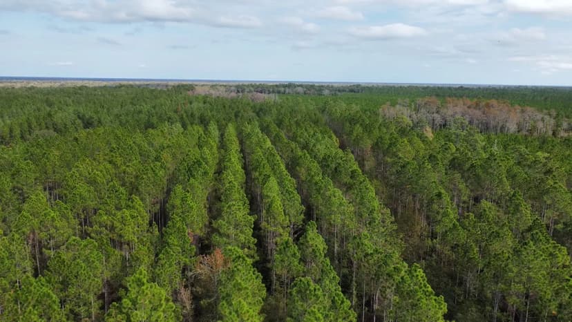 “Creeks, Campsites & Trophy Wildlife — Dream Retreat Near the Big Black”