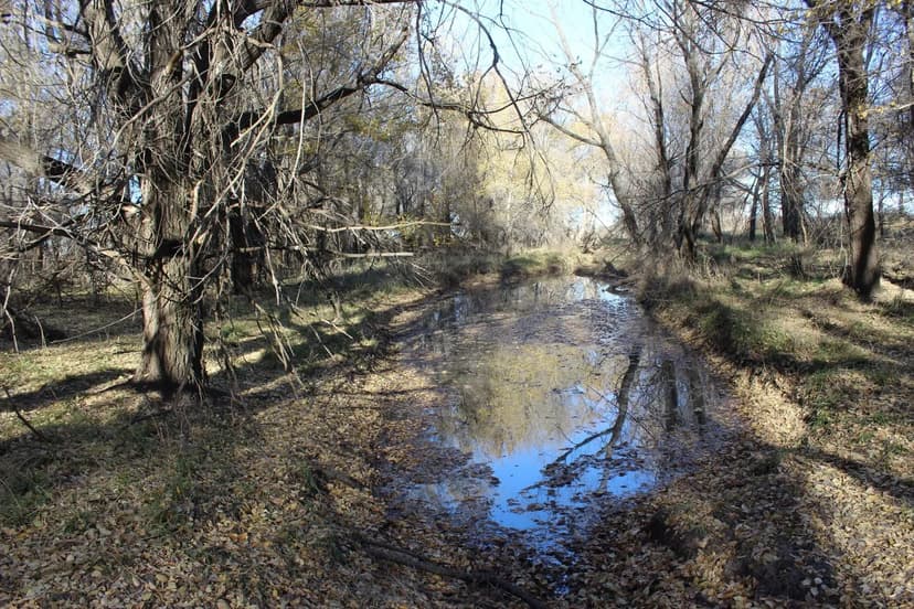 Loblolly Farms Gobbler Ridge 242.8ac