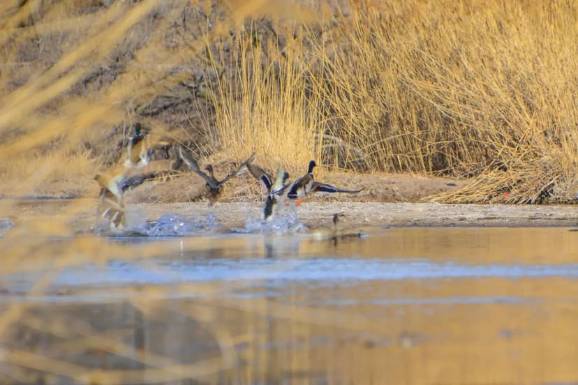 45+/- Acre Friendship Tract Pickens County, AL