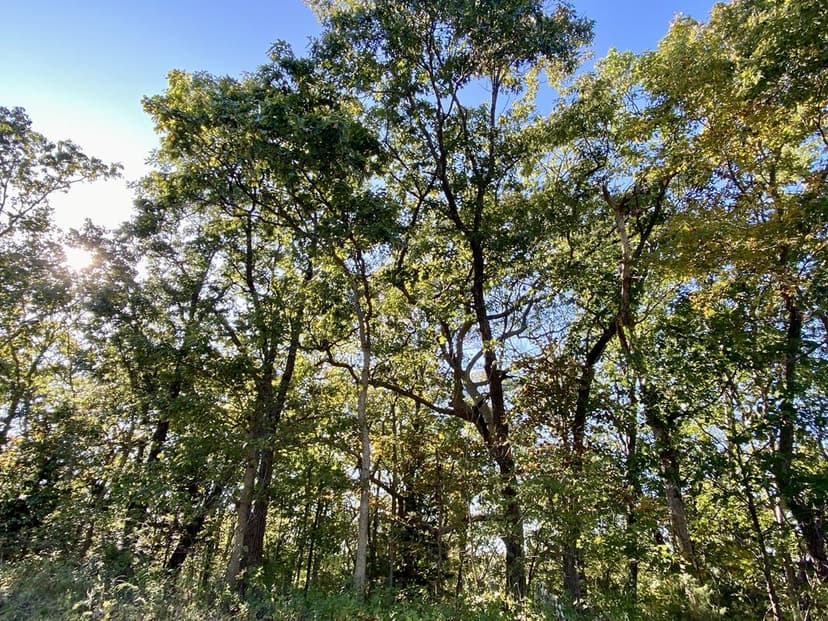 St. Clair County Missouri Land iAuction – Clay Farm