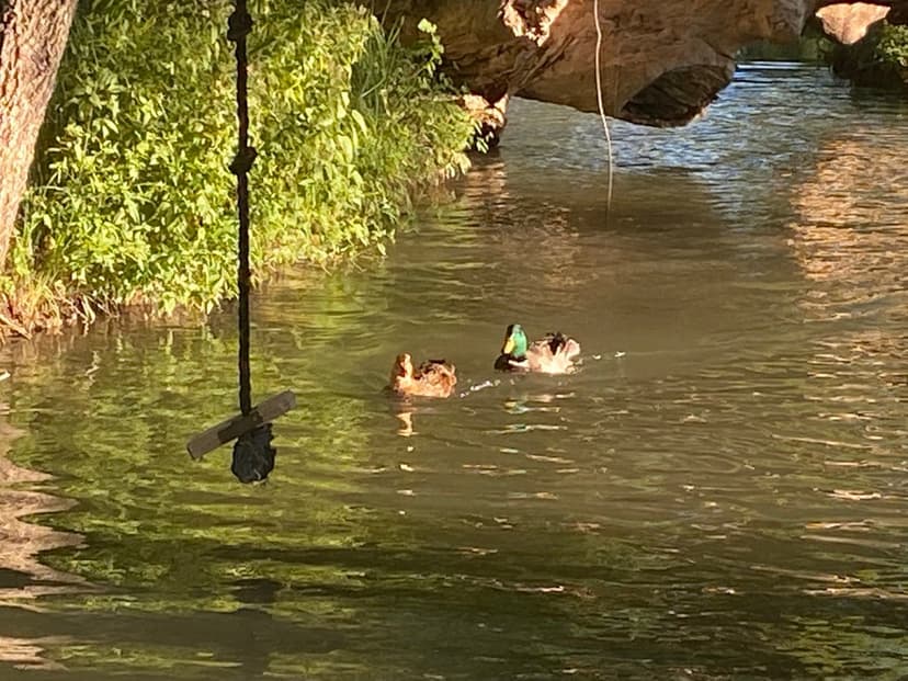 Horse Property on Canal