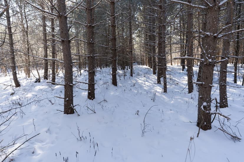 Juneau County 80 Acres Timber tract