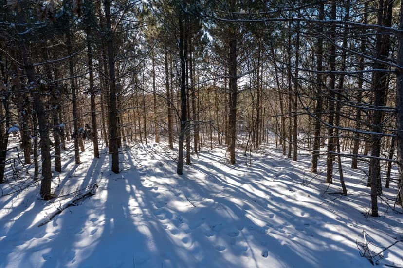 Juneau County 80 Acre Parcel