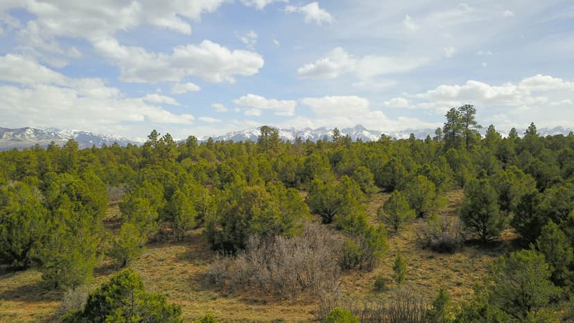 40 Acres in Ridgway Colorado : NO HOA