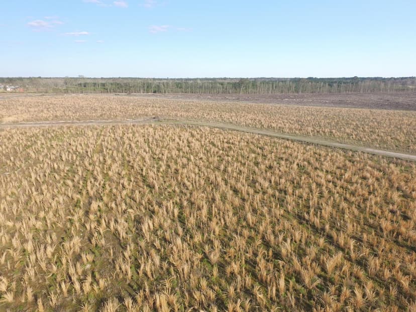 Tattnall County Timberland