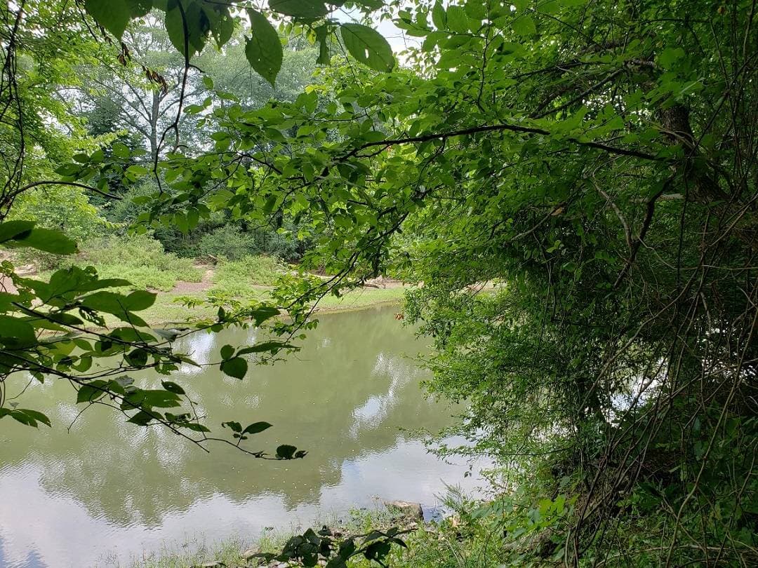 80 AC WITH CABIN ON KIAMICHI RIVER in Stanley, Oklahoma - photo 4
