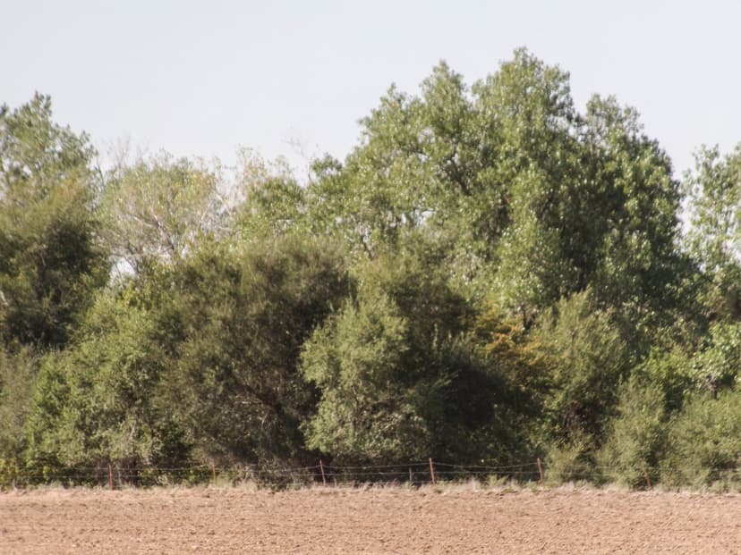 81 Acres Recreational Opportunities! Creek, Trees and more!