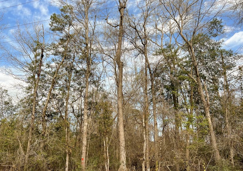 26 Acres | T-7 | FM 1746