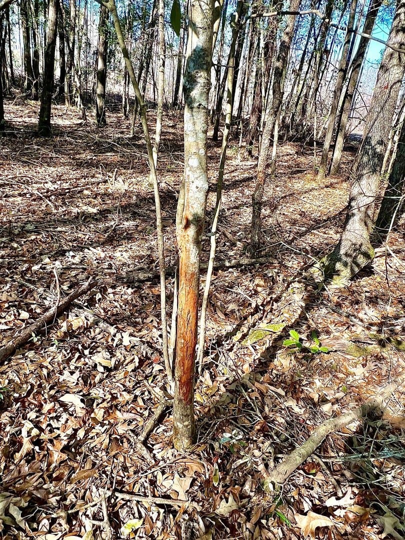 Excellent Rural Homesite or Recreational Property - land for sale