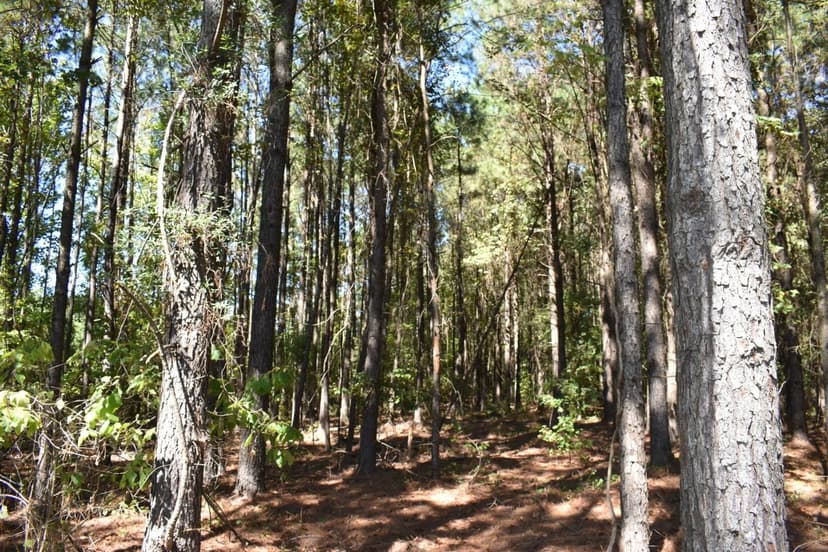 House Place of Claiborne Parish, 115 Acres +/-