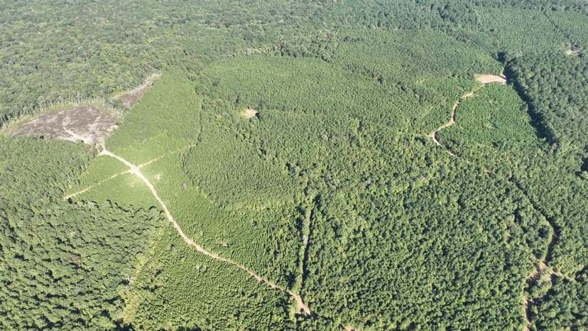 Robinson Place of Claiborne Parish, 126.5 Acres +/-