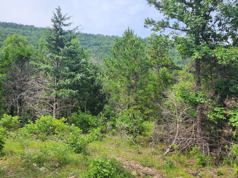 14.6 acrs Buffalo Mtn Woods