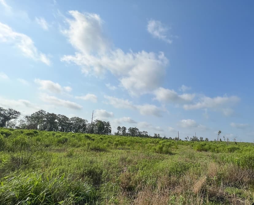 570 Acres | FM 2989 | T-271006-1