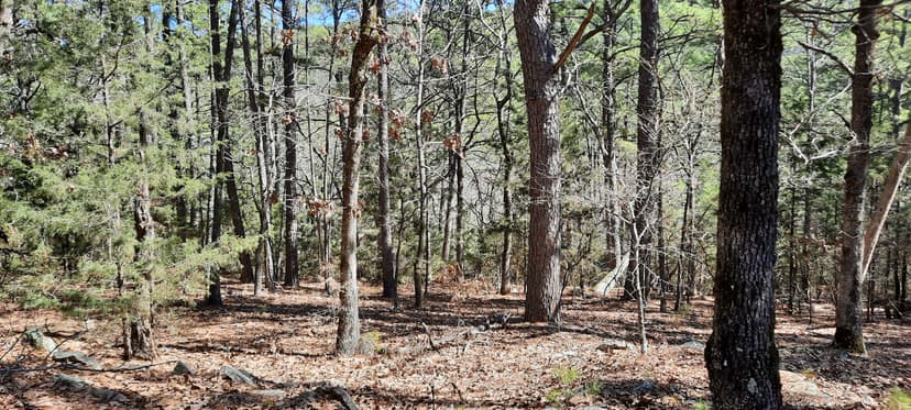 acreage for sale Daisy Oklahoma