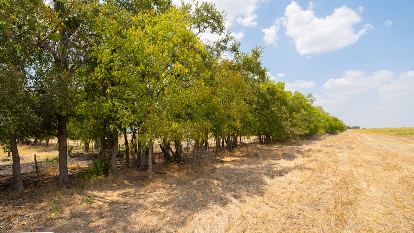 40 Acres in Milam County