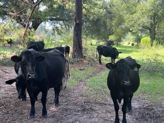 Secluded 240-Acre Cattle Farm in NE Holmes County, FL with Creek, Hunting Opportunities & Nearby Amenities