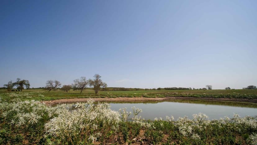 64.31 Acres in Milam County