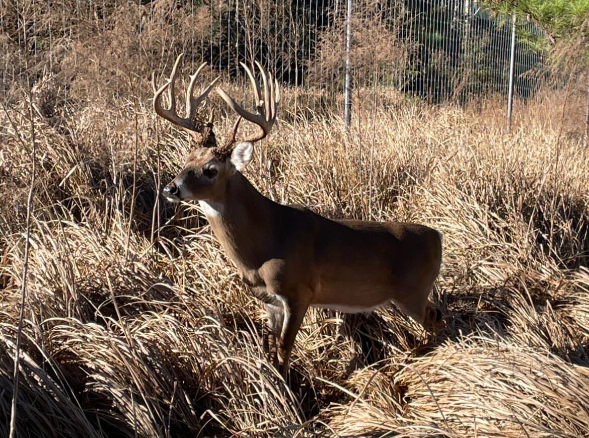 Prime Hunting Paradise with Luxury Lodge & Lakes in Deer Park, Alabama - photo 6