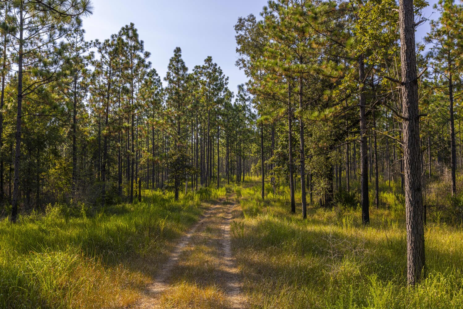 Prime Hunting Paradise with Luxury Lodge & Lakes in Deer Park, Alabama - photo 73