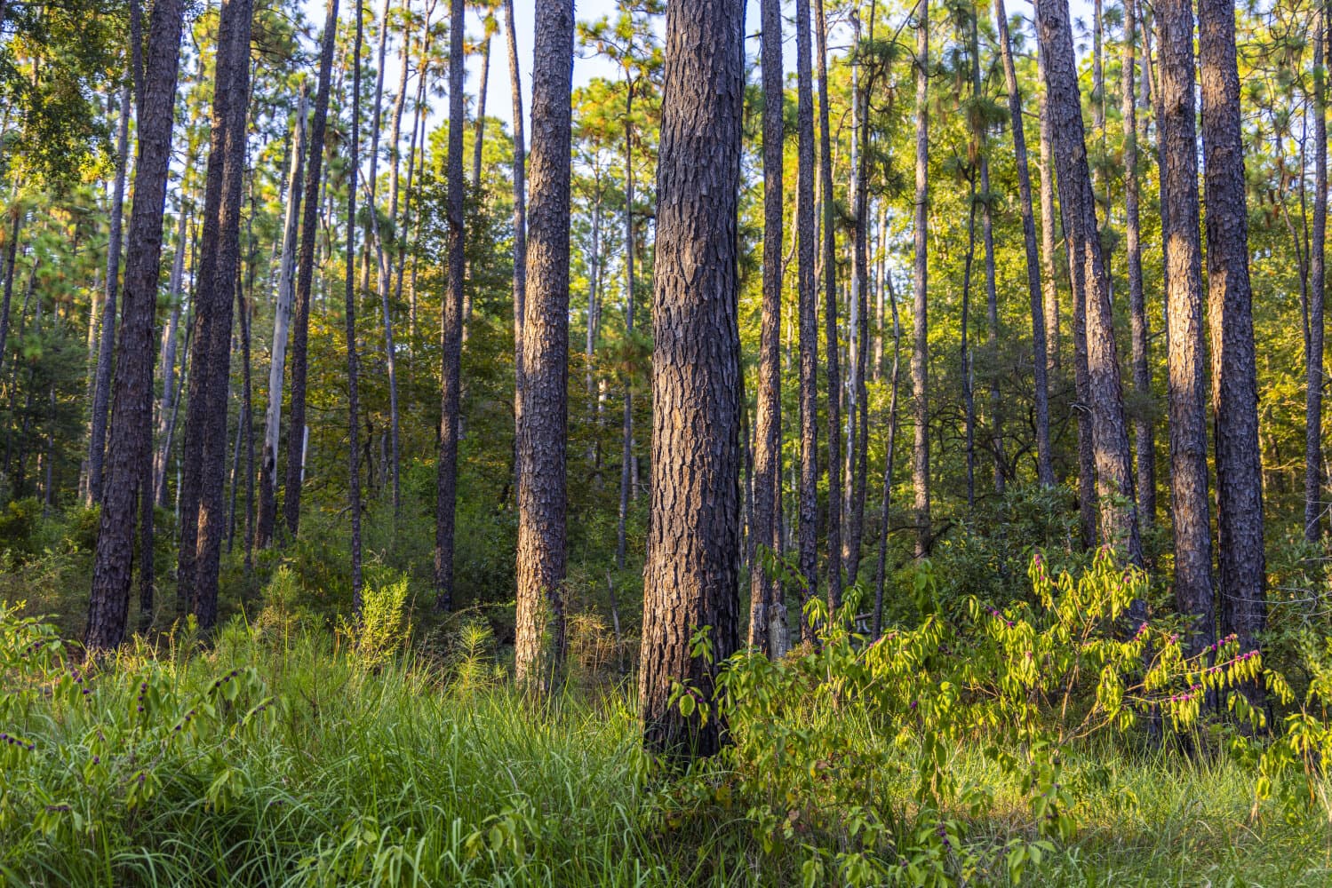 Prime Hunting Paradise with Luxury Lodge & Lakes in Deer Park, Alabama - photo 26