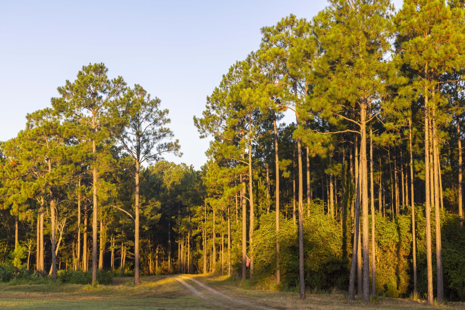 Prime Hunting Paradise with Luxury Lodge & Lakes in Deer Park, Alabama - photo 86