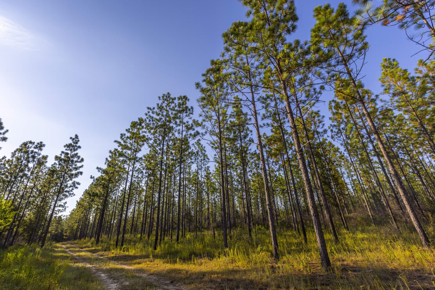 Prime Hunting Paradise with Luxury Lodge & Lakes in Deer Park, Alabama - photo 69