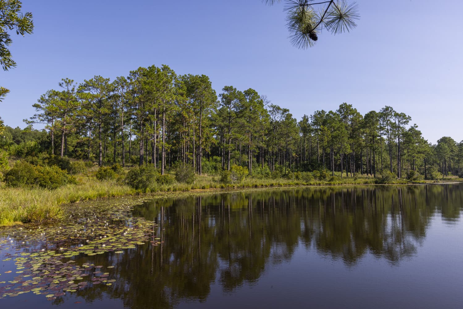 Prime Hunting Paradise with Luxury Lodge & Lakes in Deer Park, Alabama - photo 58