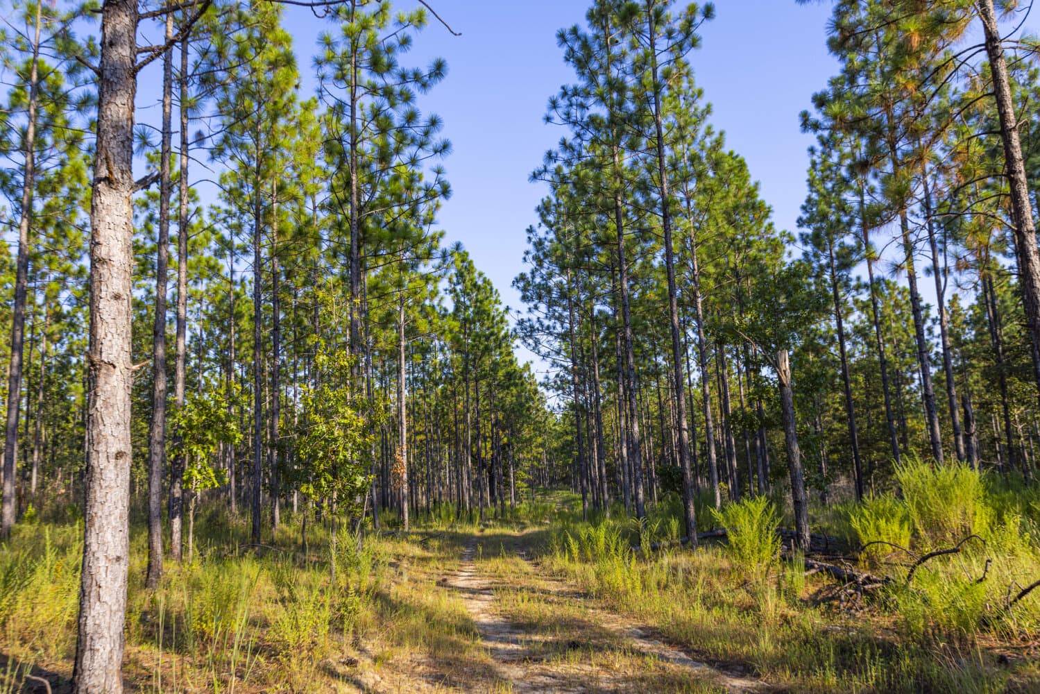 Prime Hunting Paradise with Luxury Lodge & Lakes in Deer Park, Alabama - photo 68